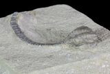 Nice Taxocrinus Crinoid Fossil - Crawfordsville, Indiana #66038-2